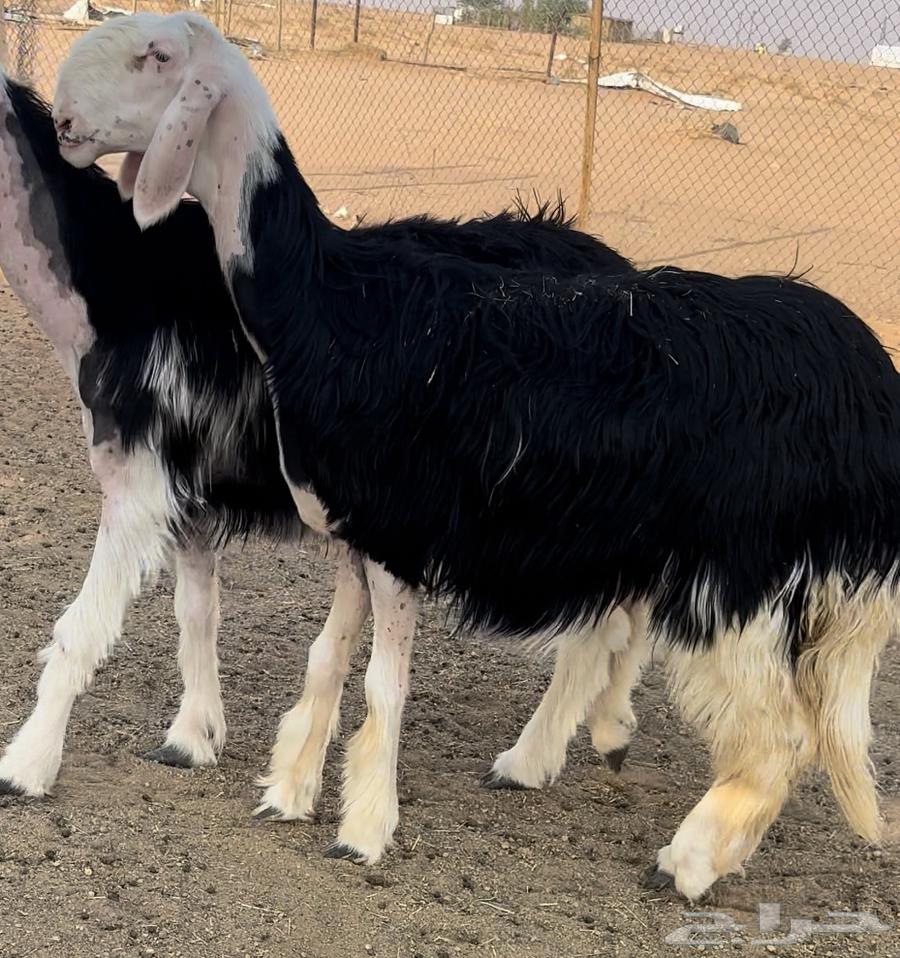 رخل نجديه خصم64448182542979113