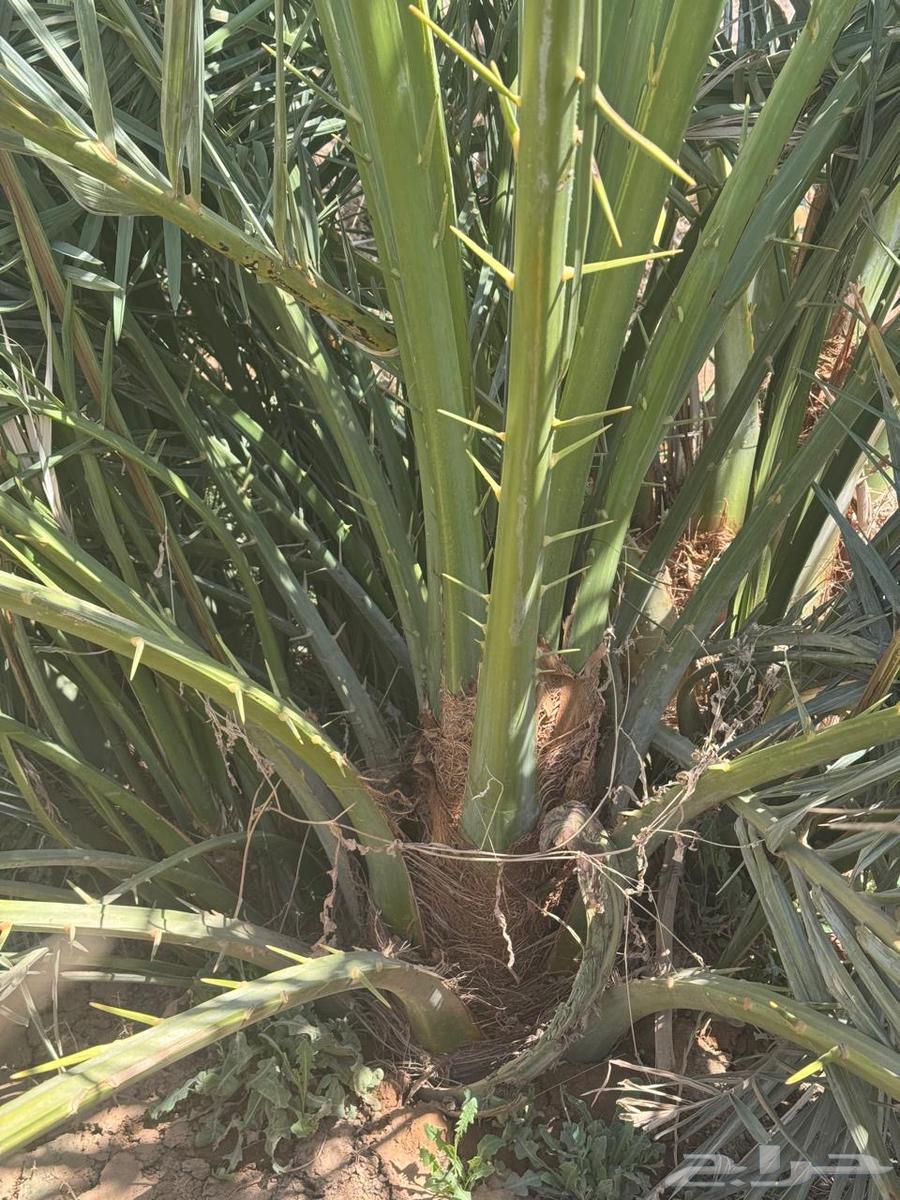 عدد 500 فرخ صفاوي للبيع64447851196161110