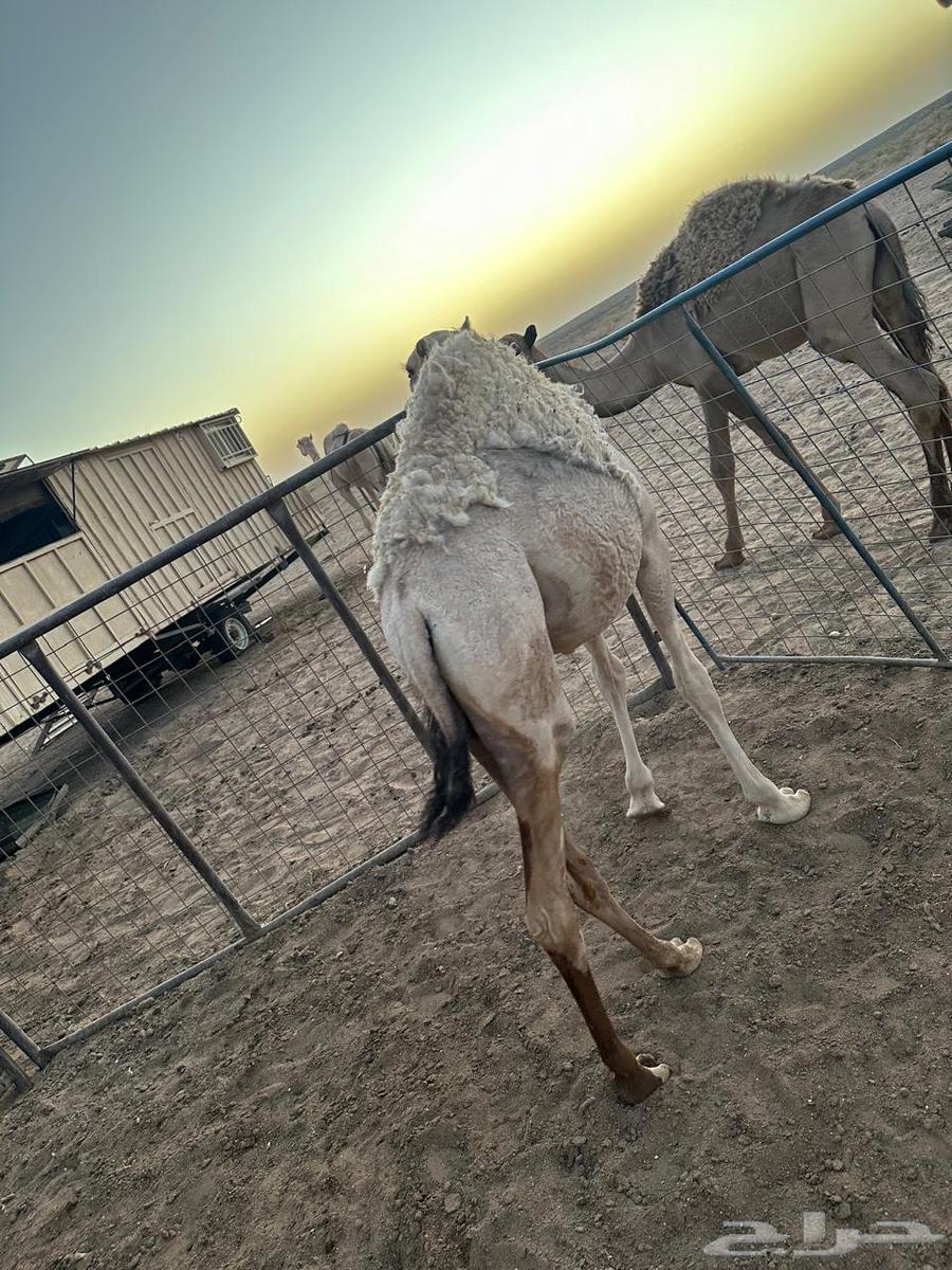 حوار على حليب العمر 7شهور64448407536641112