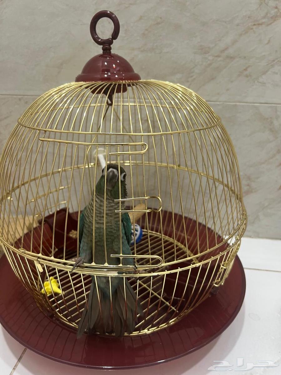 للبيع ببغاء كنيور بلو شيك64445160558337111