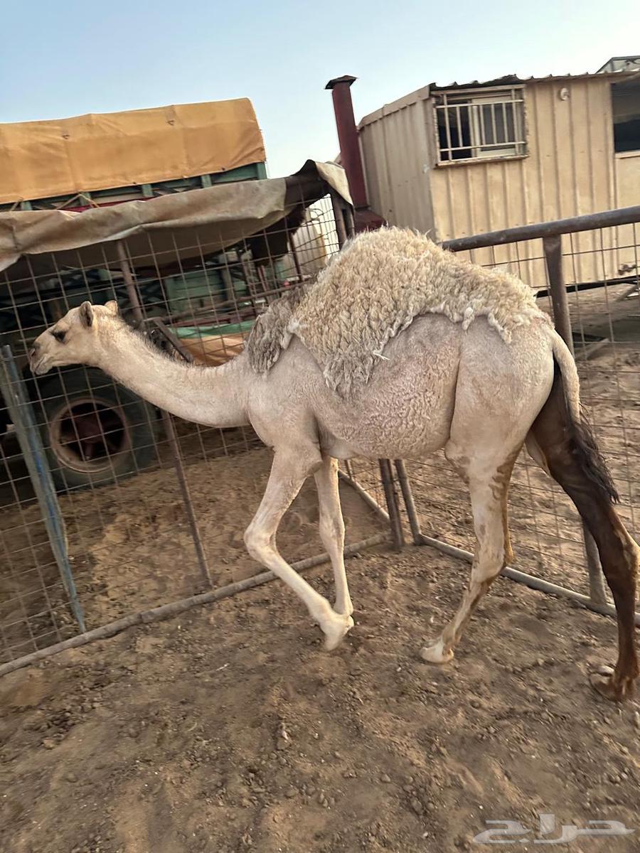 حوار على حليب العمر 7شهور64448407536641110