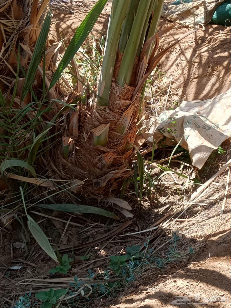 عدد 500 فرخ صفاوي للبيع64447851196161112