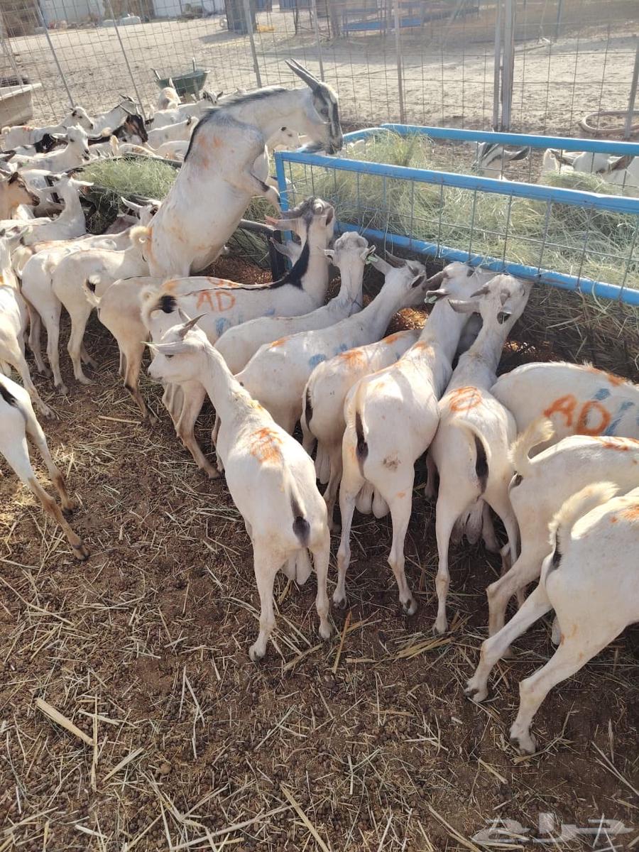 تيوس صومالي للبيع64445323520259111