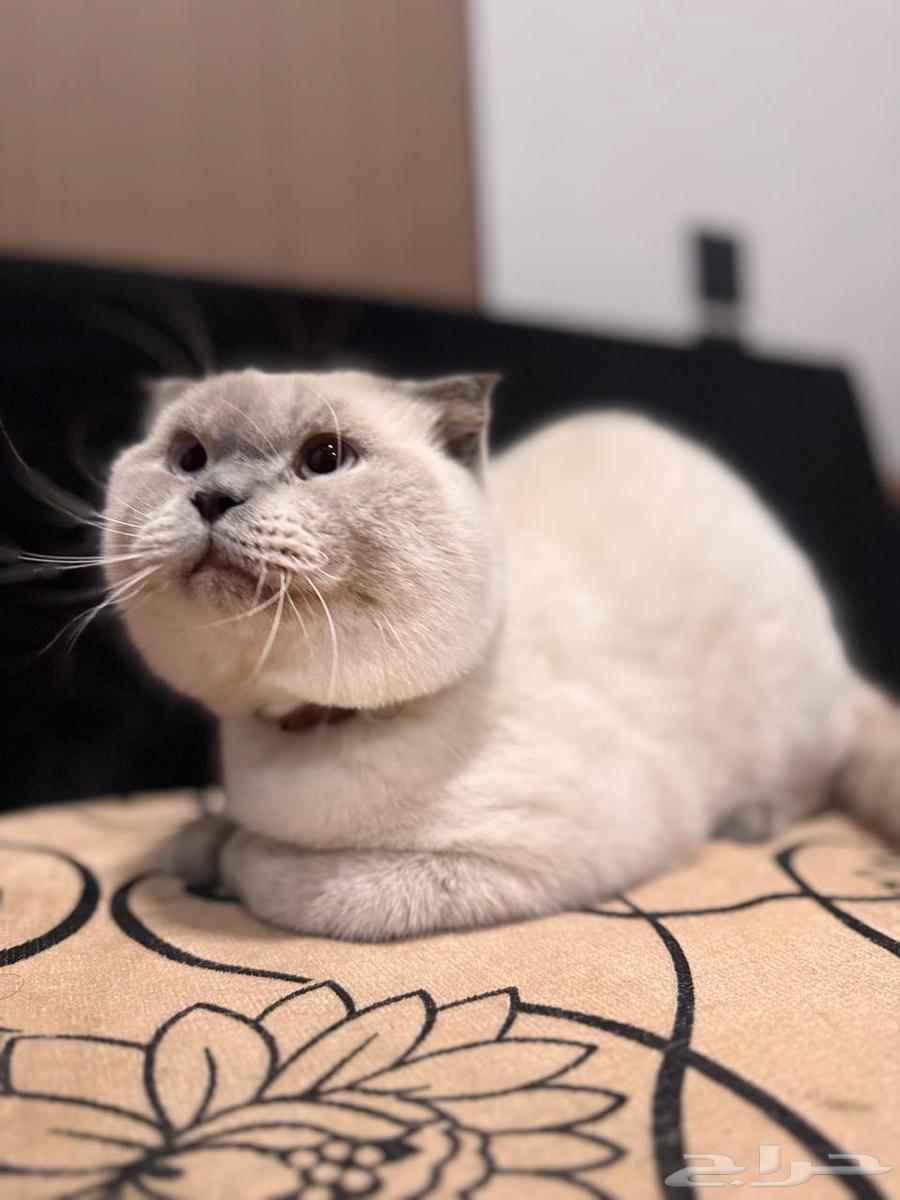 قطط للبيع64448607176195110