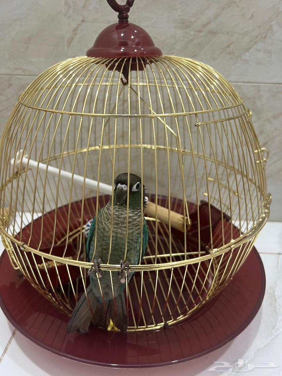 للبيع ببغاء كنيور بلو شيك64445160558337110