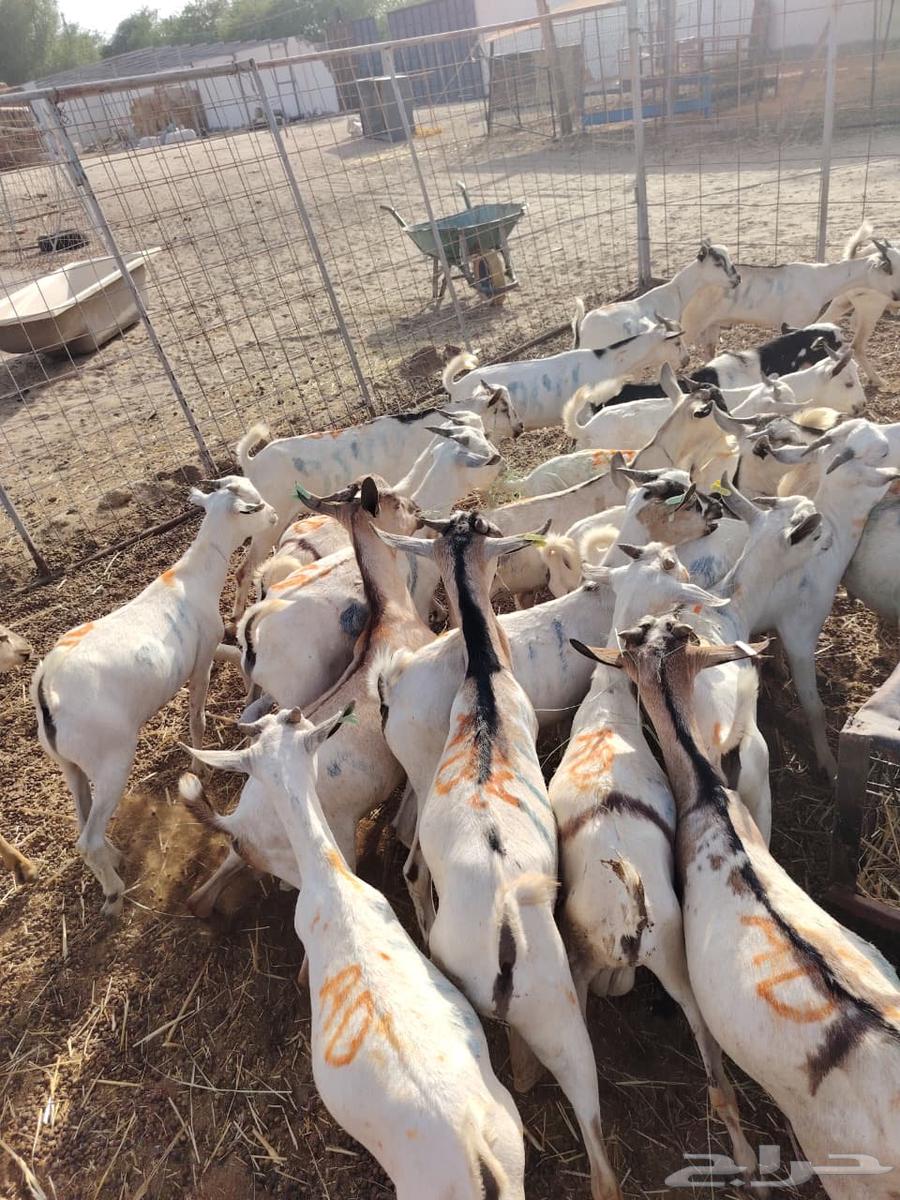 تيوس صومالي للبيع64445323520259110