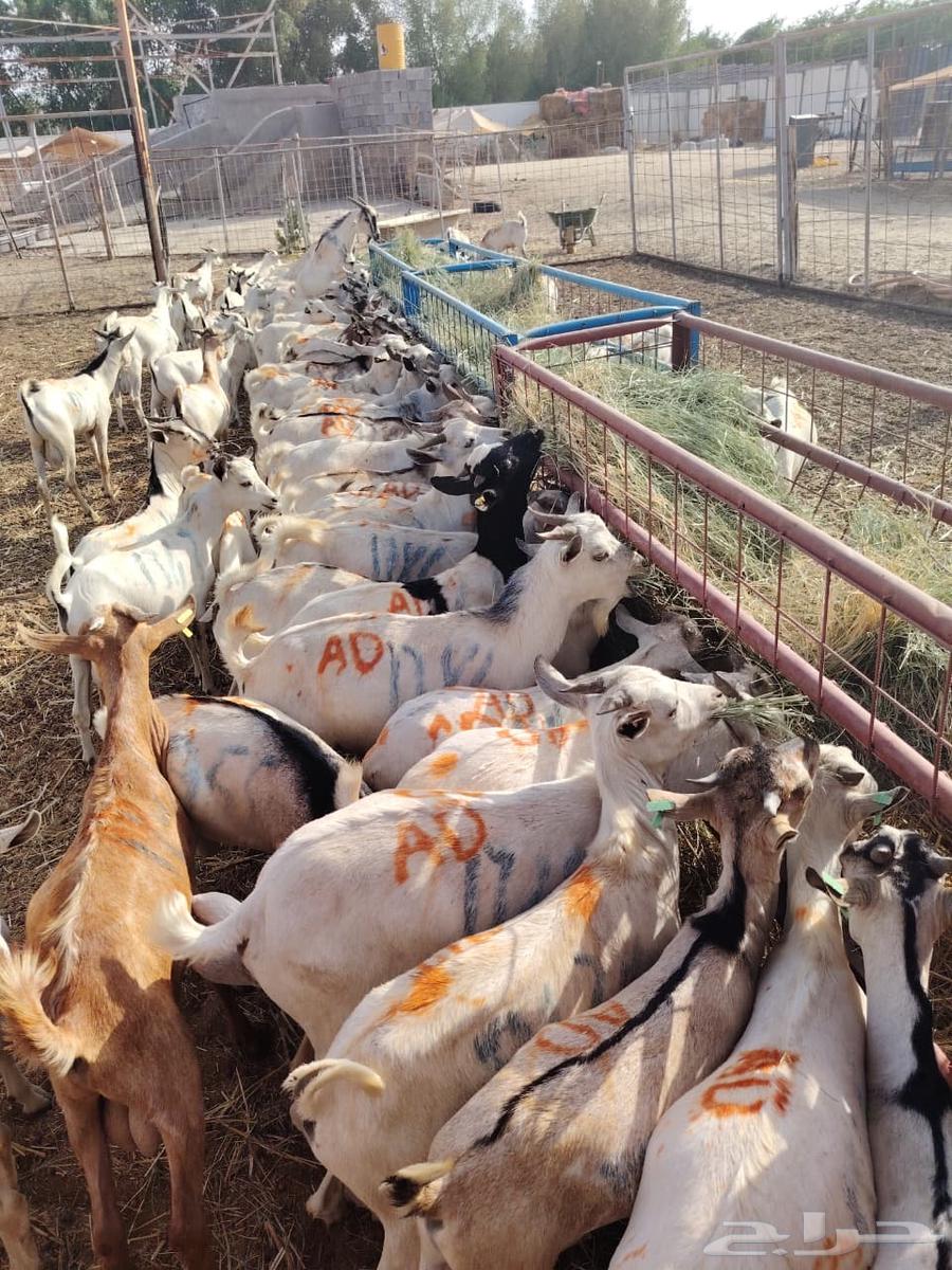 تيوس صومالي للبيع64445323520259112