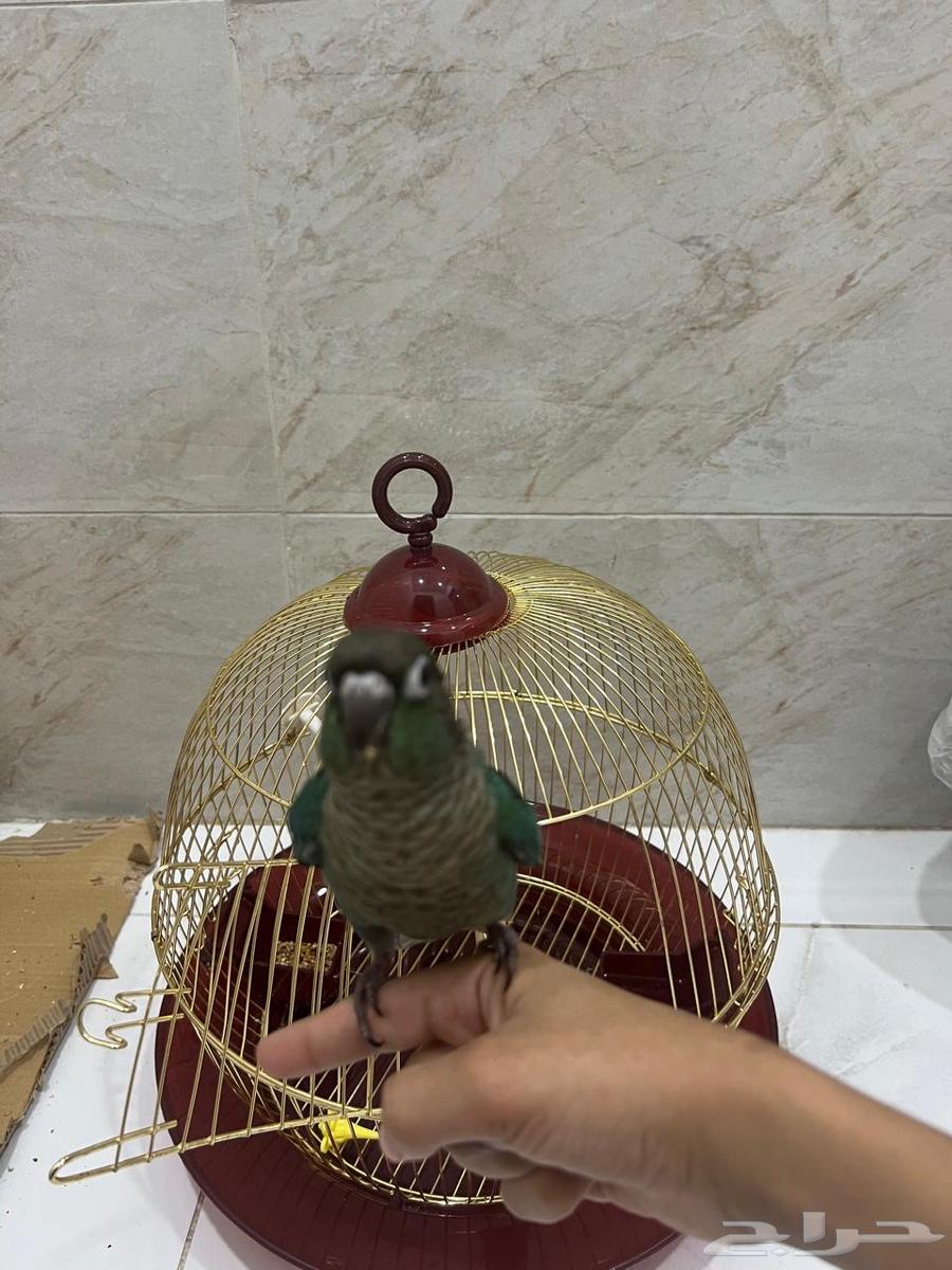 للبيع ببغاء كنيور بلو شيك64445160558337112