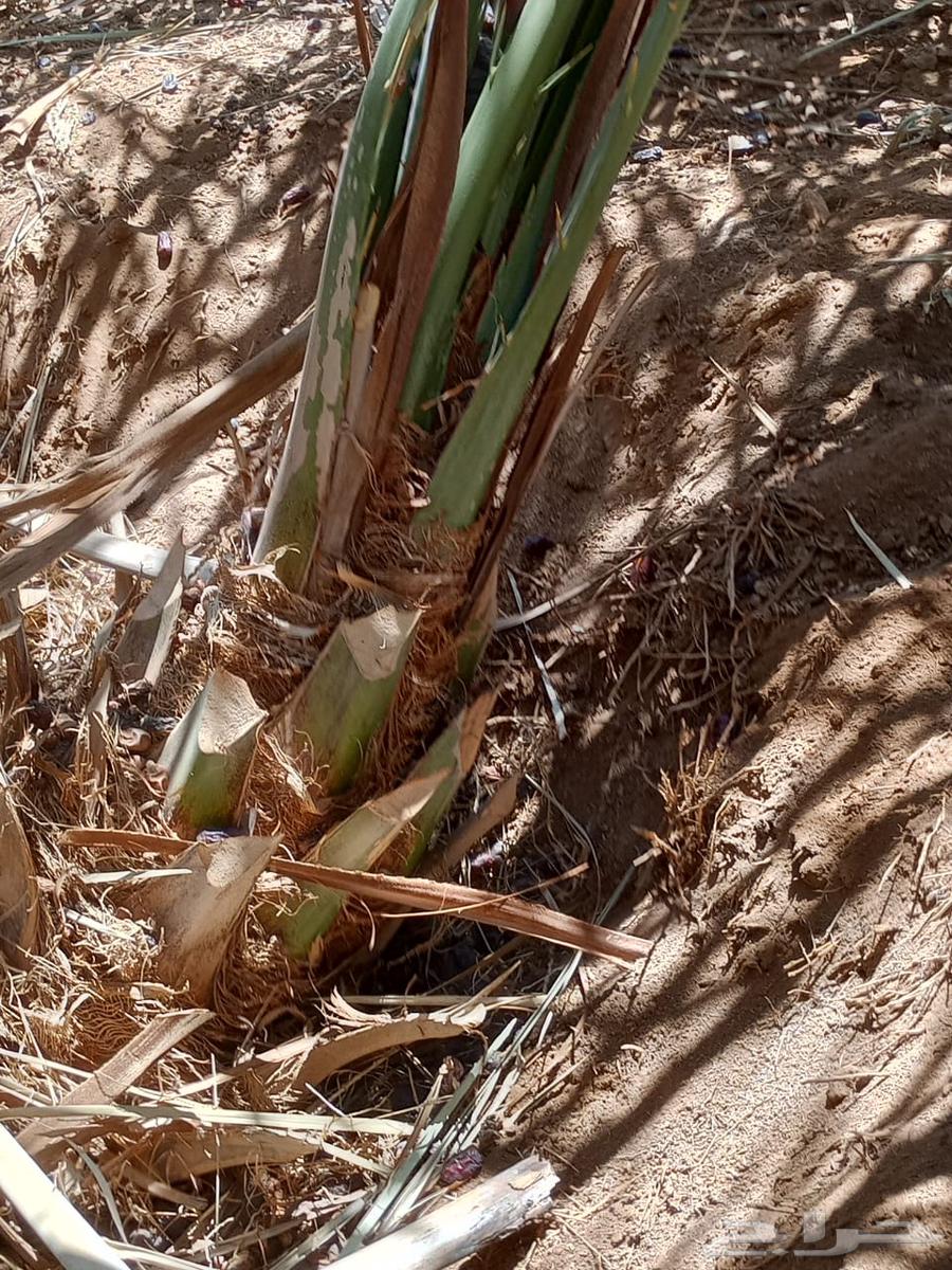 عدد 500 فرخ صفاوي للبيع64447851196161113