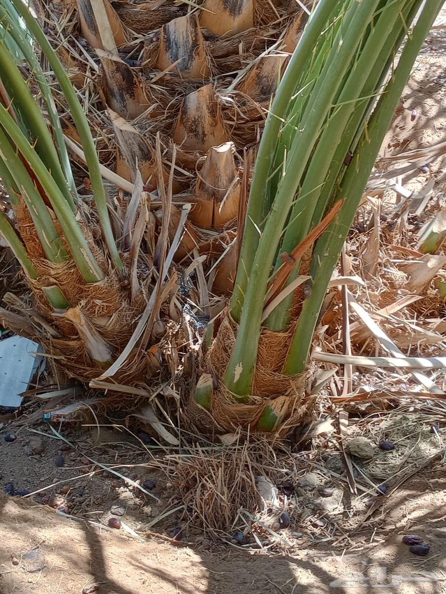 عدد 500 فرخ صفاوي للبيع64447851196161111