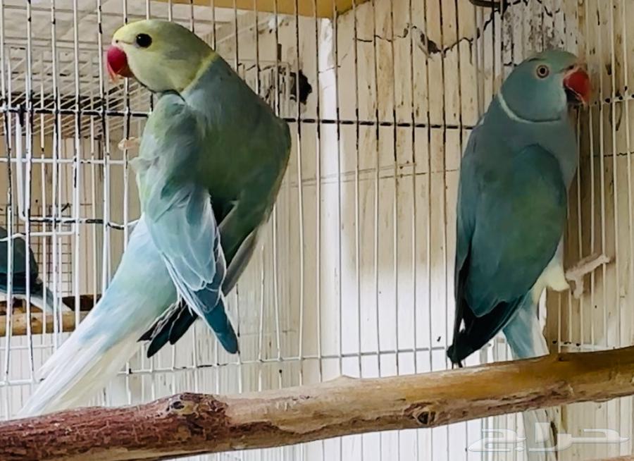 للبيع زوج دره بلو تركواز كلير تيل يلو هيد فاخر من الاخر64442979640066113