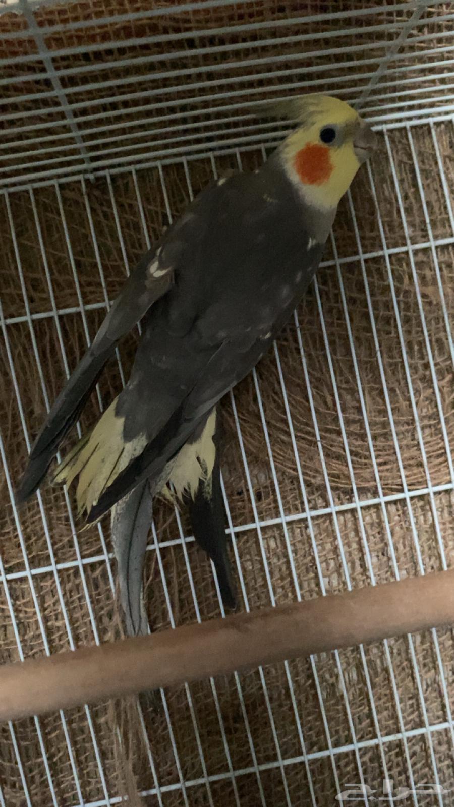 كروان عدد 3 للبيع64454386763905112