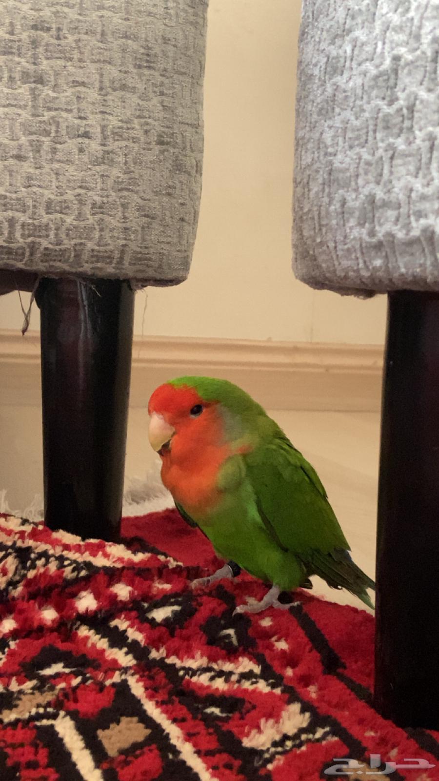 طير روز للبيع64453709956739110