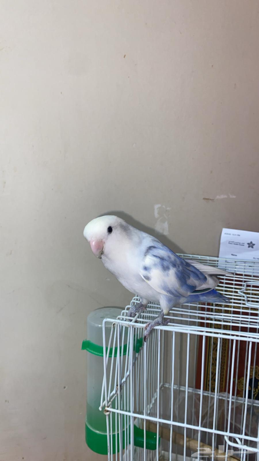 ببغاء روز اليف64455468171393112