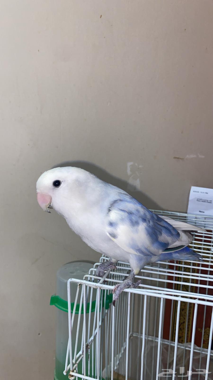 ببغاء روز اليف64455468171393111