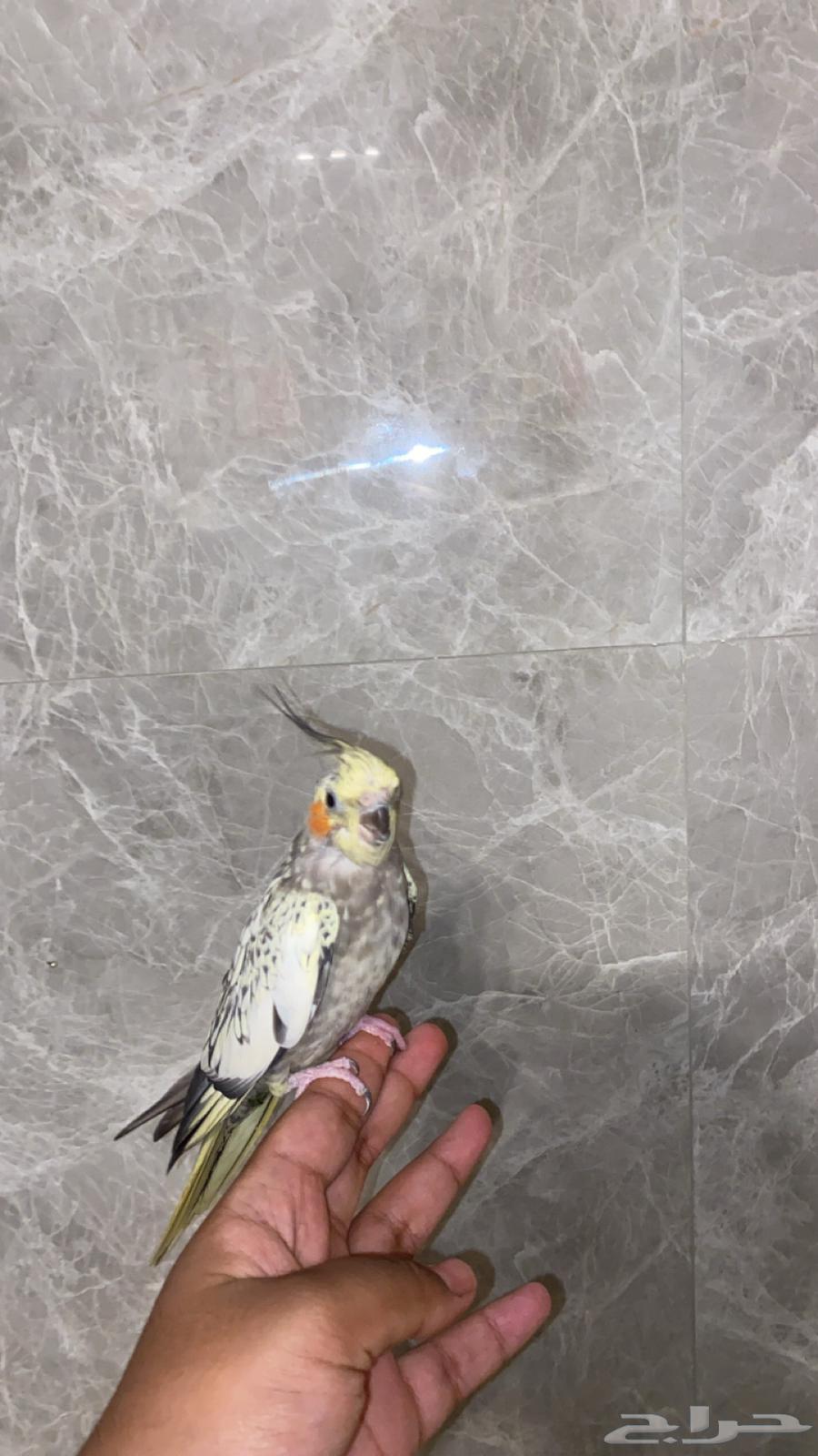 زوج كروان الانثى اليفه ومنتج للبدل64453847692547114