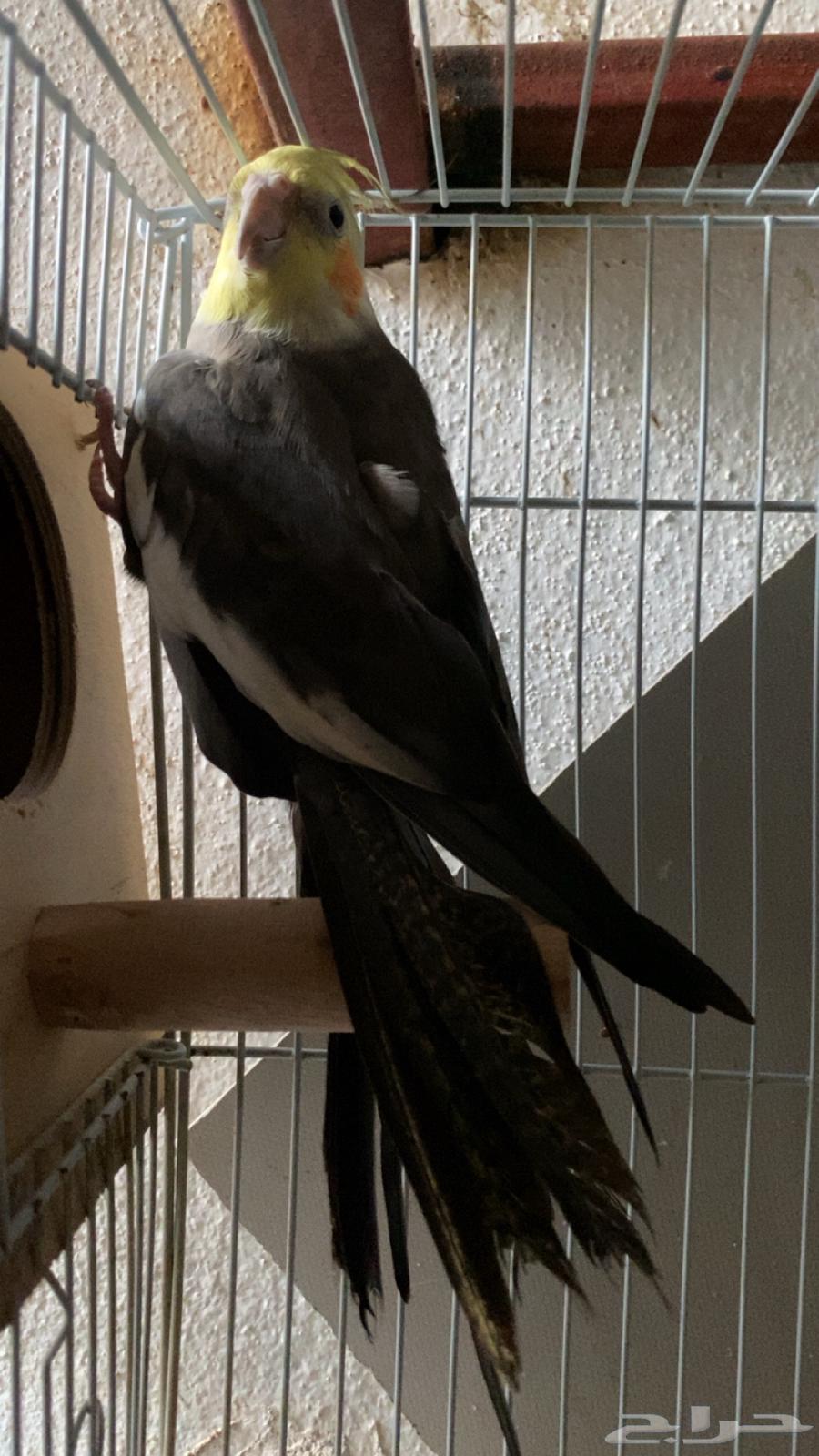 كروان عدد 3 للبيع64454386763905111