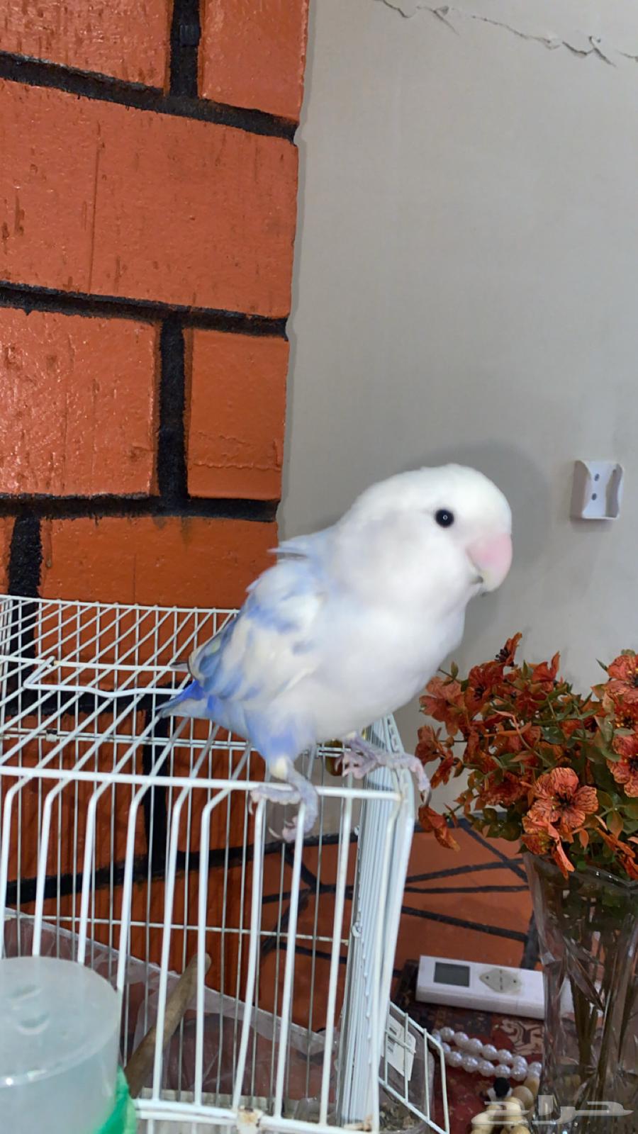 ببغاء روز اليف64455468171393110