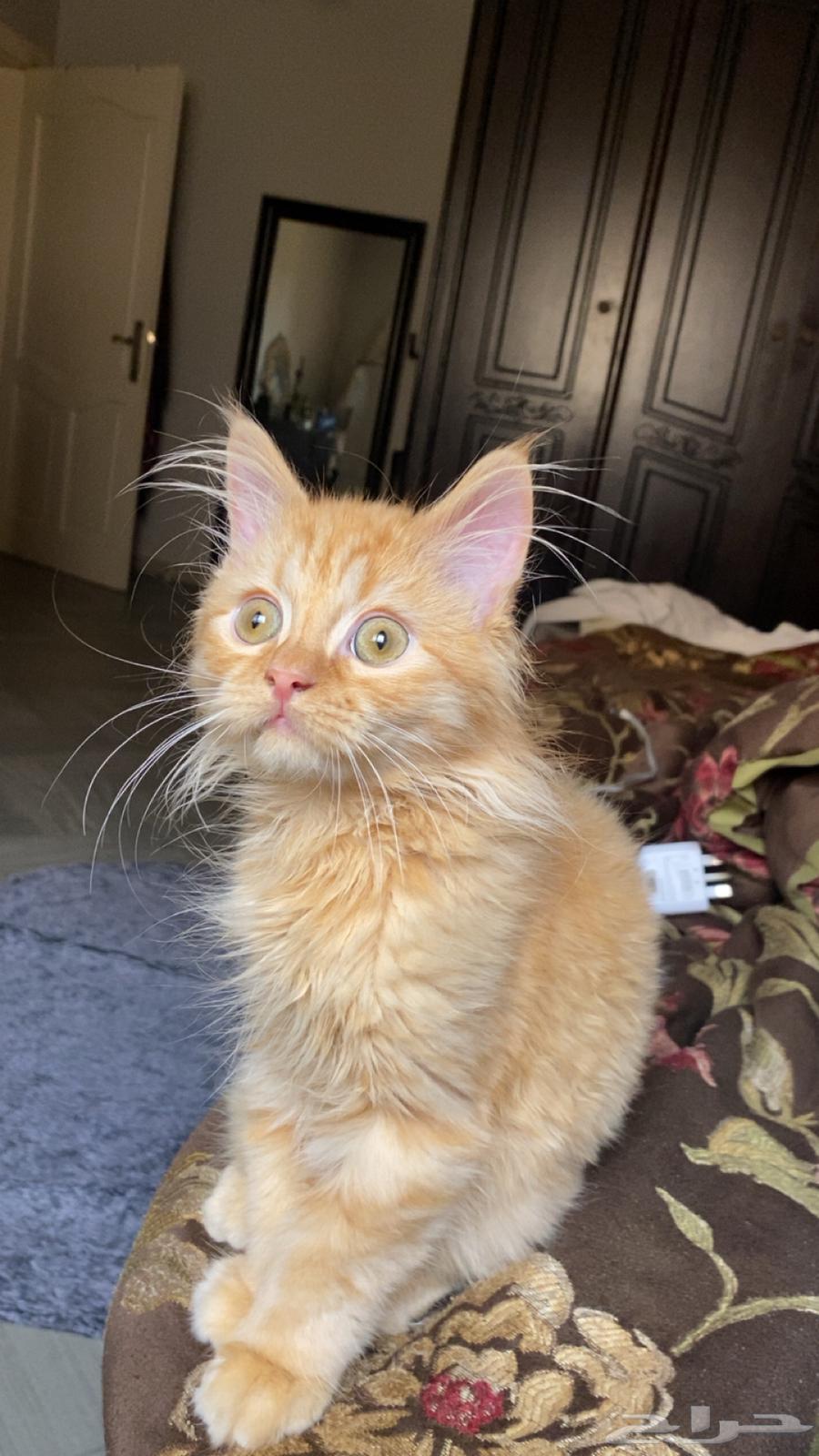 قط للبيع مع جميع اغراضه64452658069251111