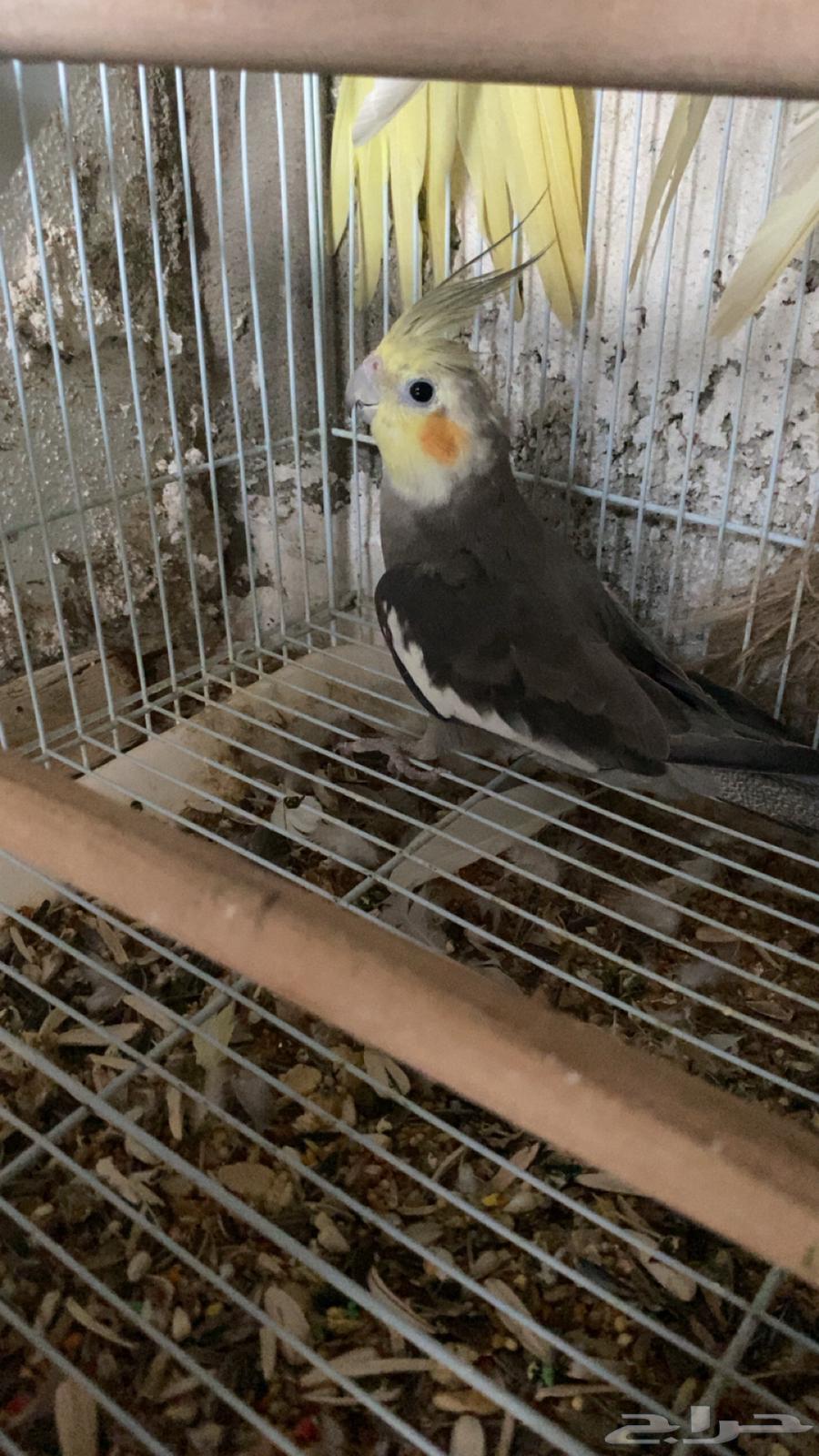 كروان عدد 3 للبيع64454386763905110