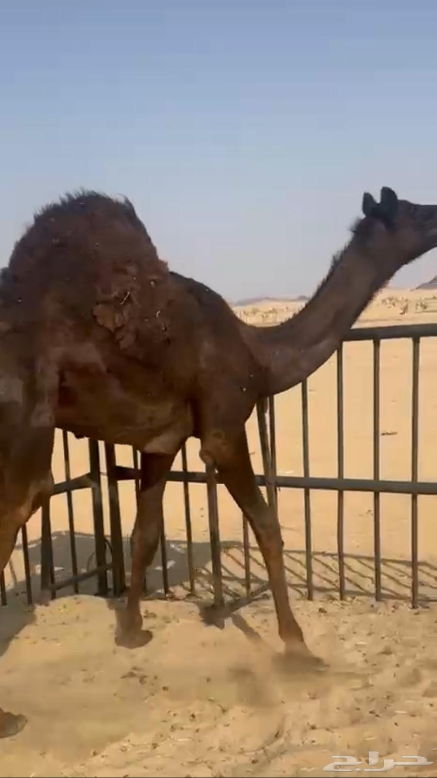 Full Kafou closed sitting area, beautiful overall for sale, contact by call64451619590274110