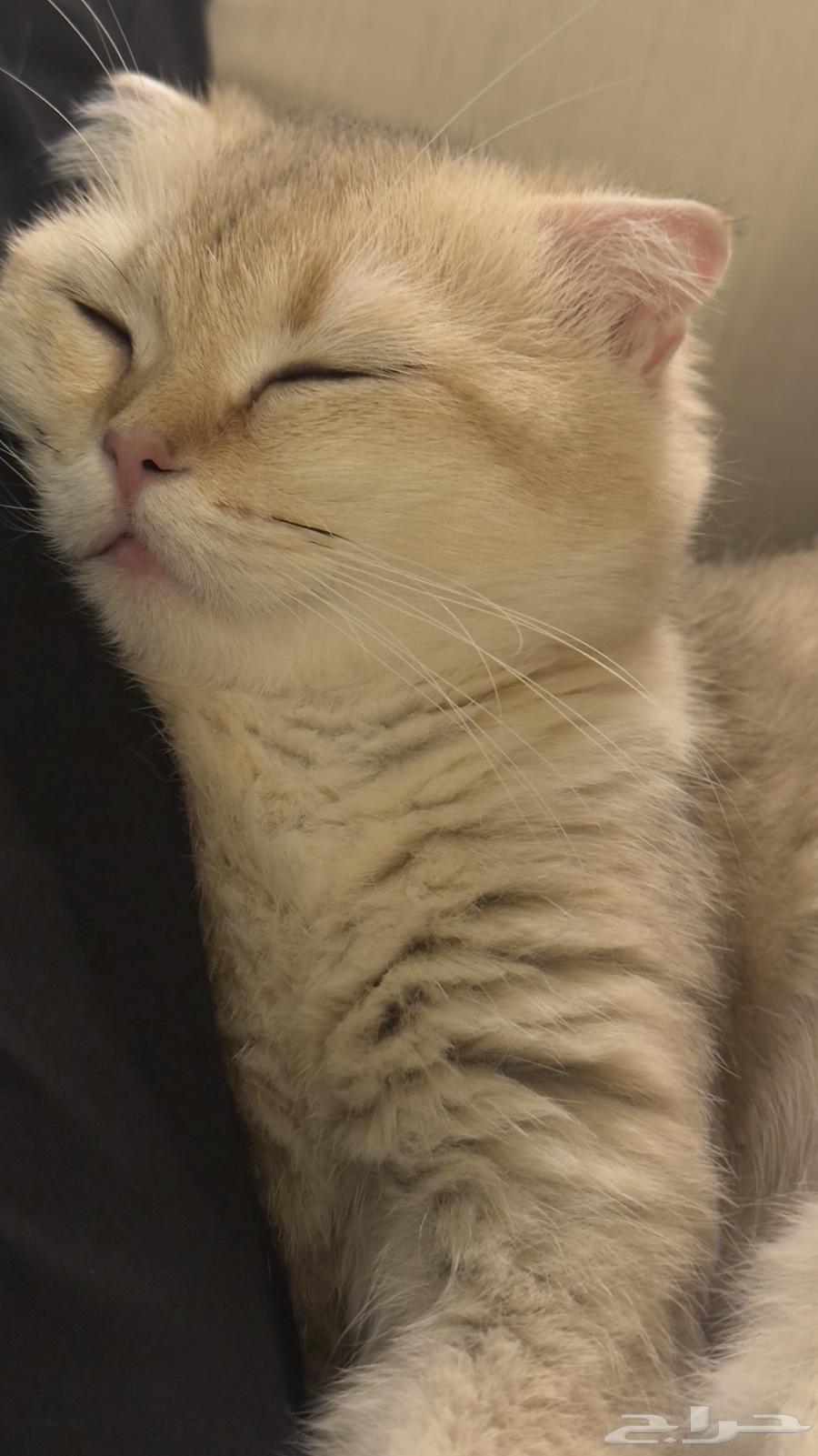 قطط NY11 للبيع64456954829697114