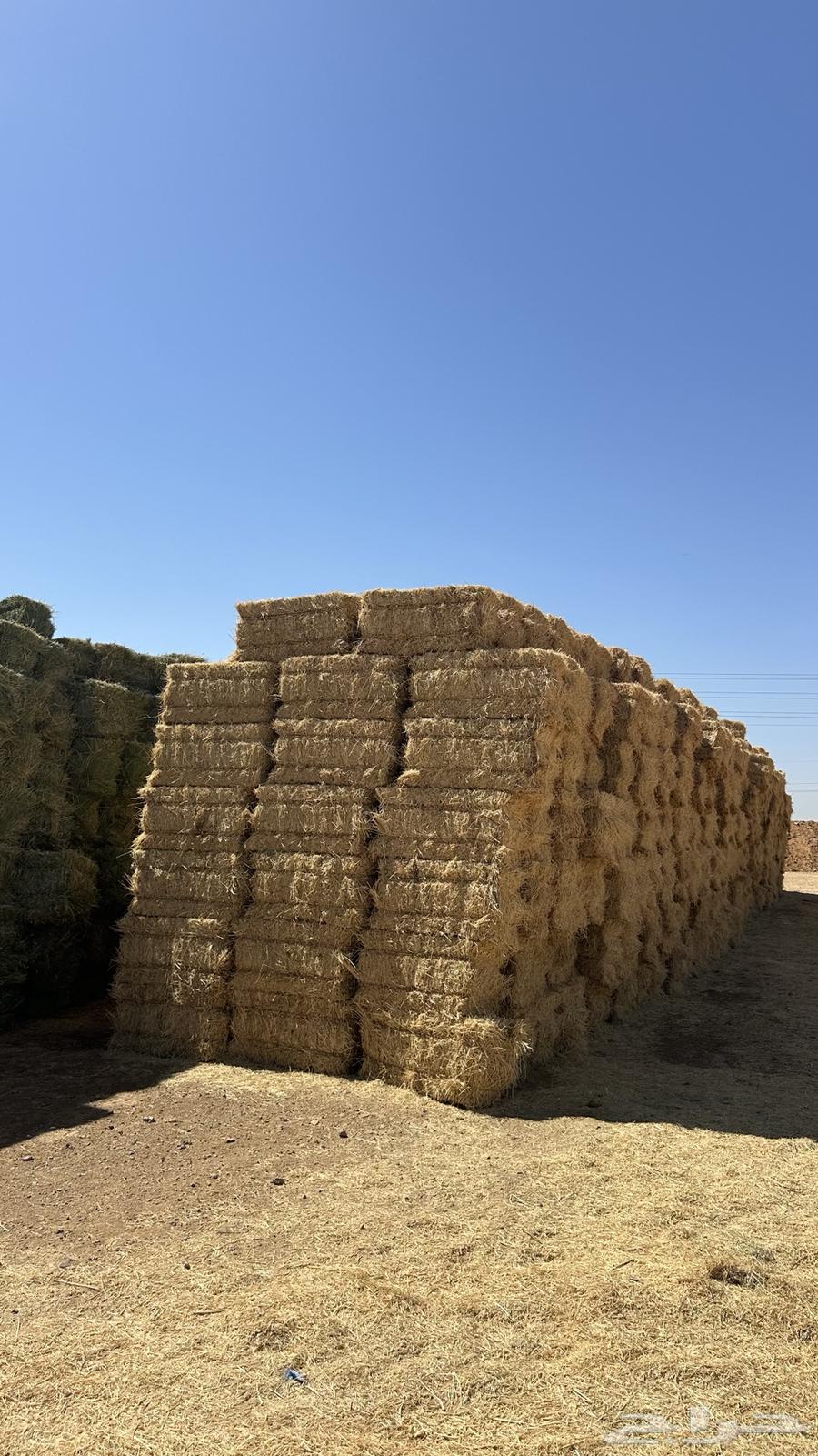 برسيم للبيع64454040960257111