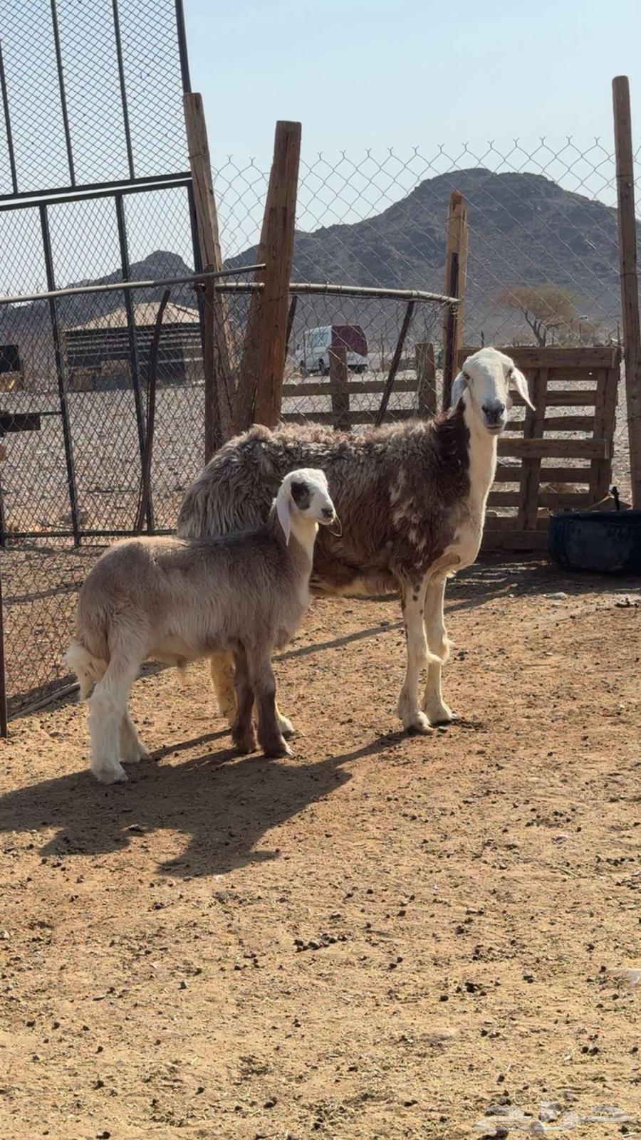 نعجة والد صنف64453120579331111