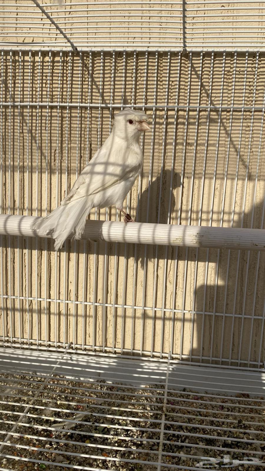 انثى كناري ستنايت نوادر الكناري64456653367299113