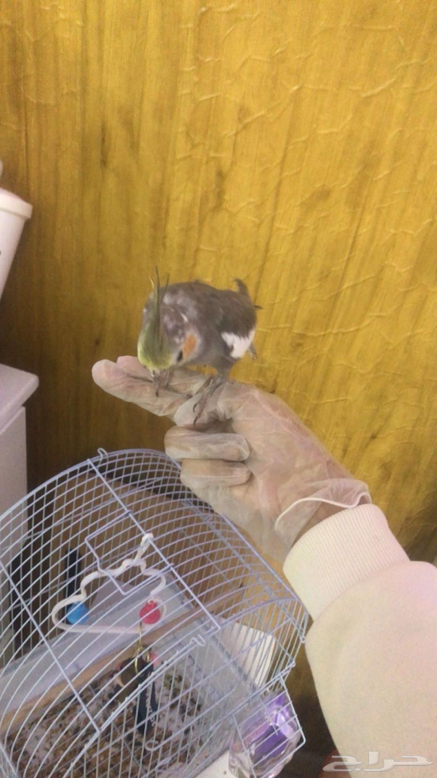 5-month-old domesticated crow bird, price 300﷼ with its food64454950186883111