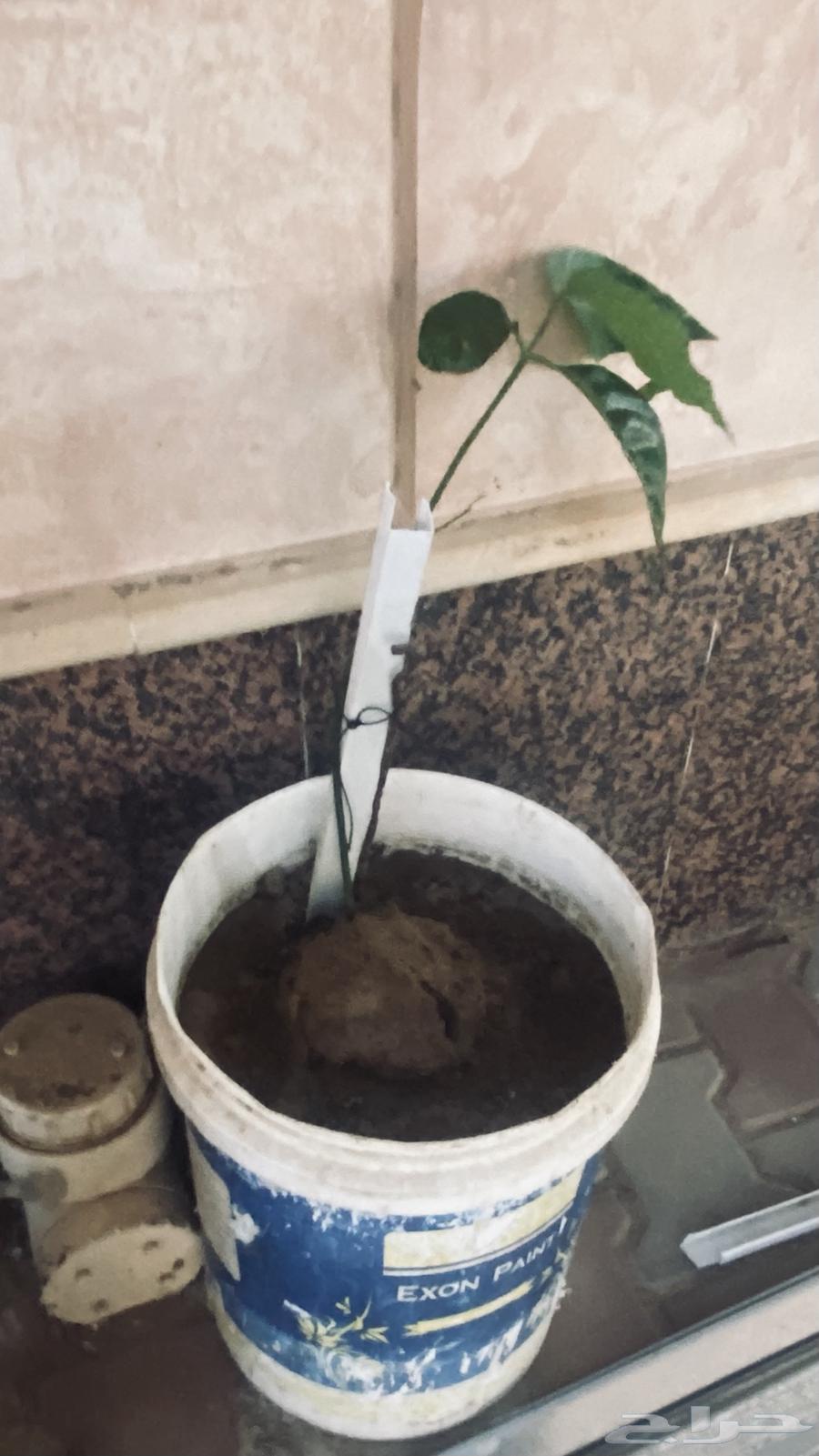 Mango seedlings64451619572099112