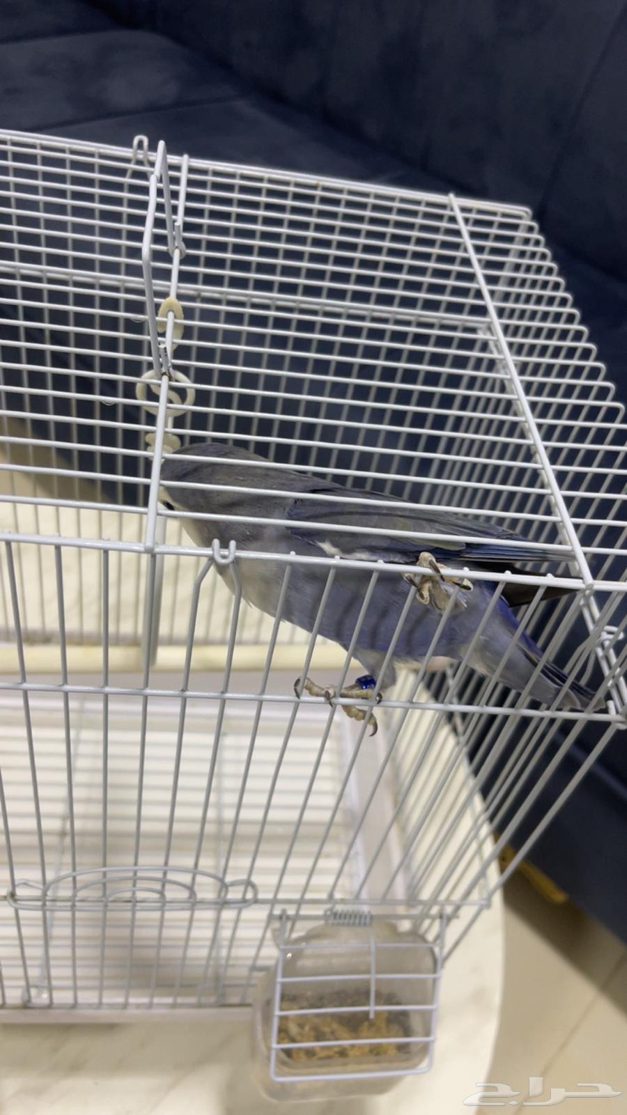 For sale, rose without thorns, no issues, reason for sale is only lack of time64454922638723113