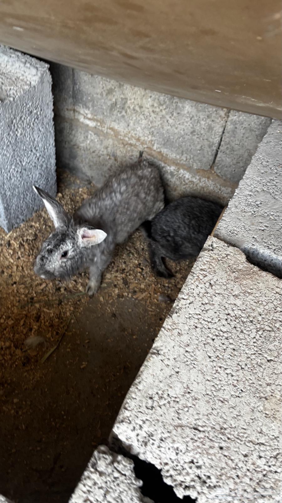 ارانب للبيع64456157934467110