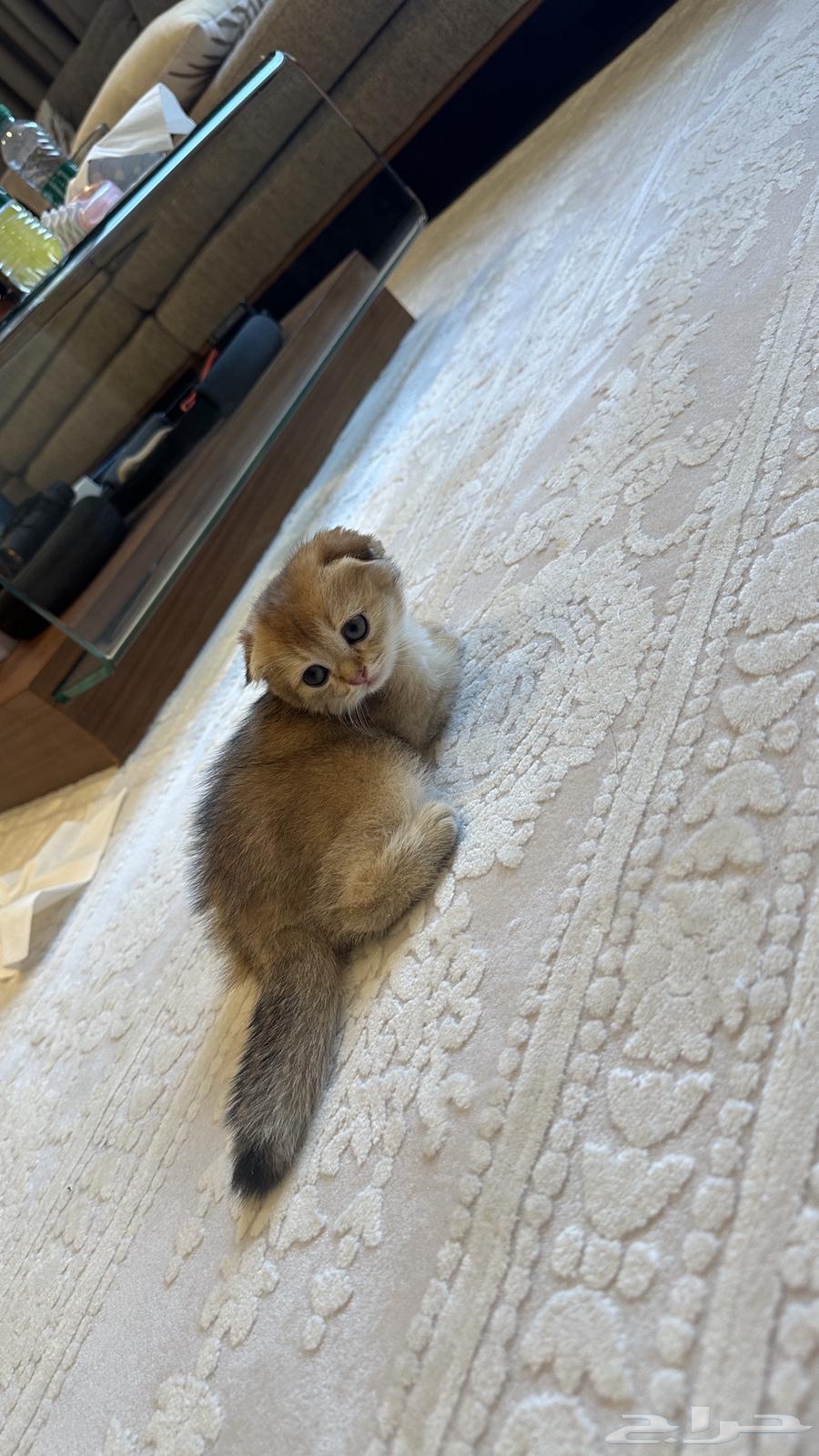 Scotch Double Fold64453806445443110