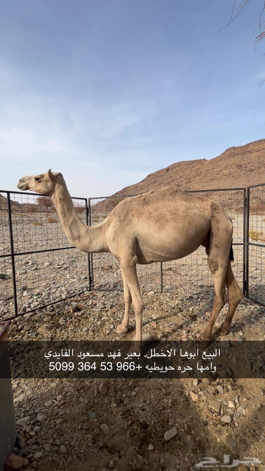 ناقه للبيع64456199481473110