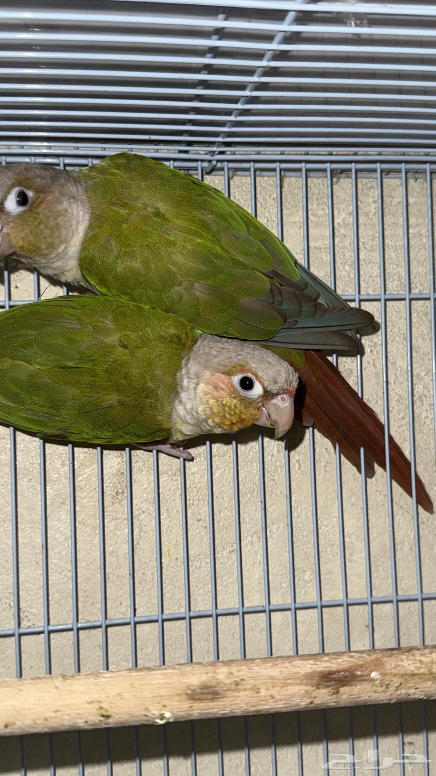 جوز كنيور منتج64450825038467111