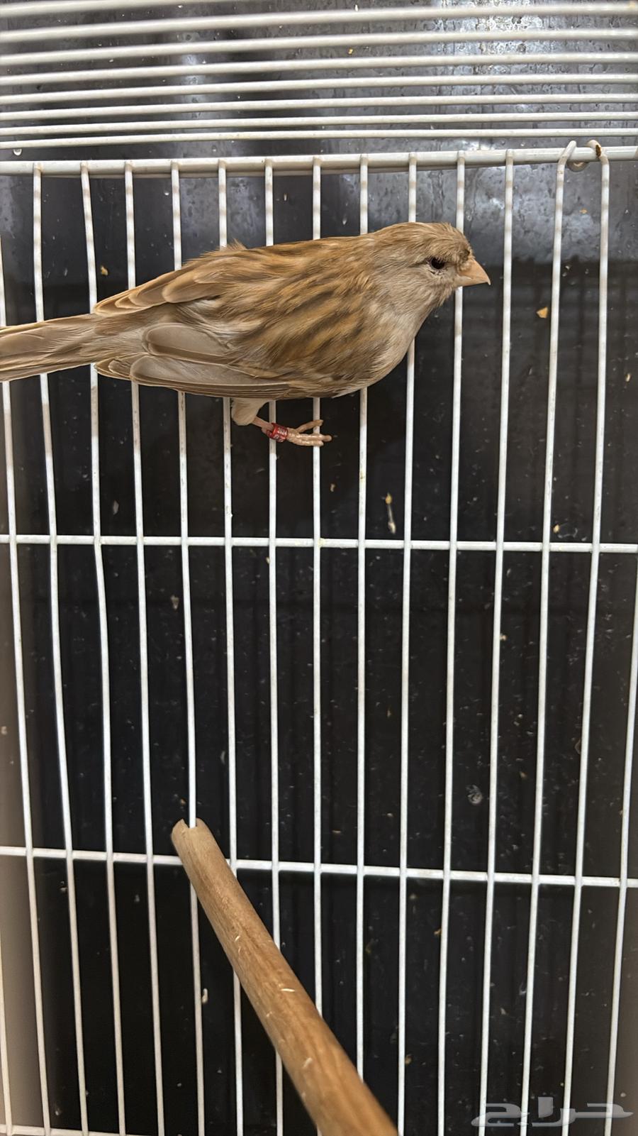 ذكر كناري ايزابيل كرست جاهز (تم البيع)64453875353731110