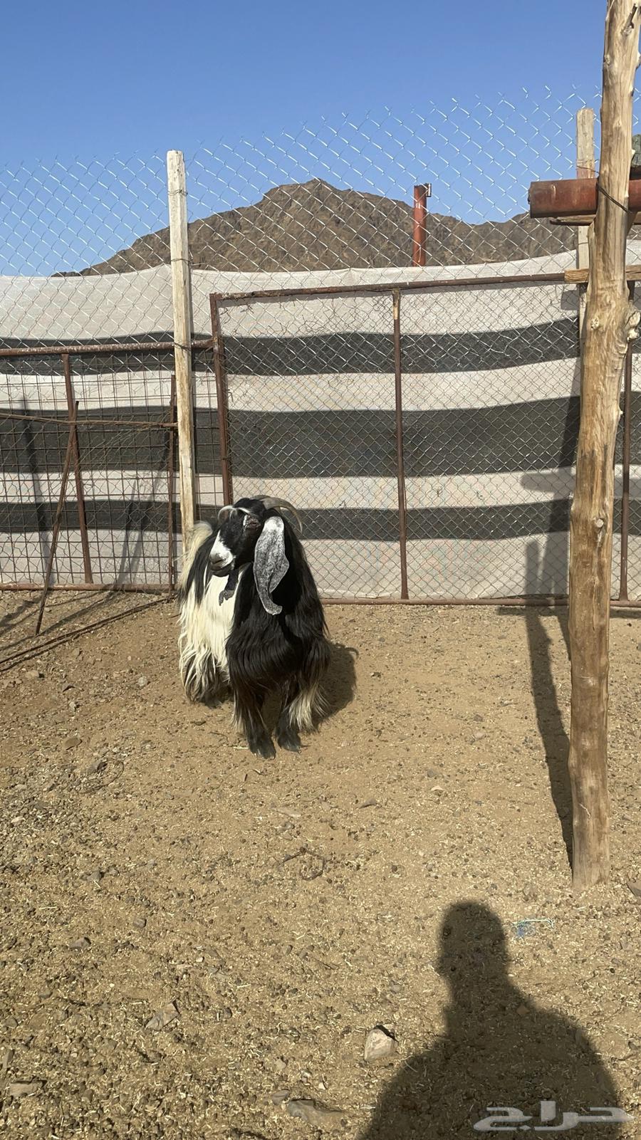 عنز عارضيه حايل فل شحم(تم البيع )64451565983747113