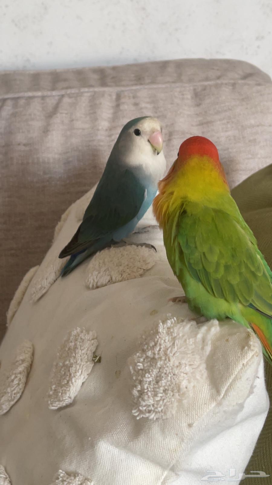 روز للبيع64452442700419110