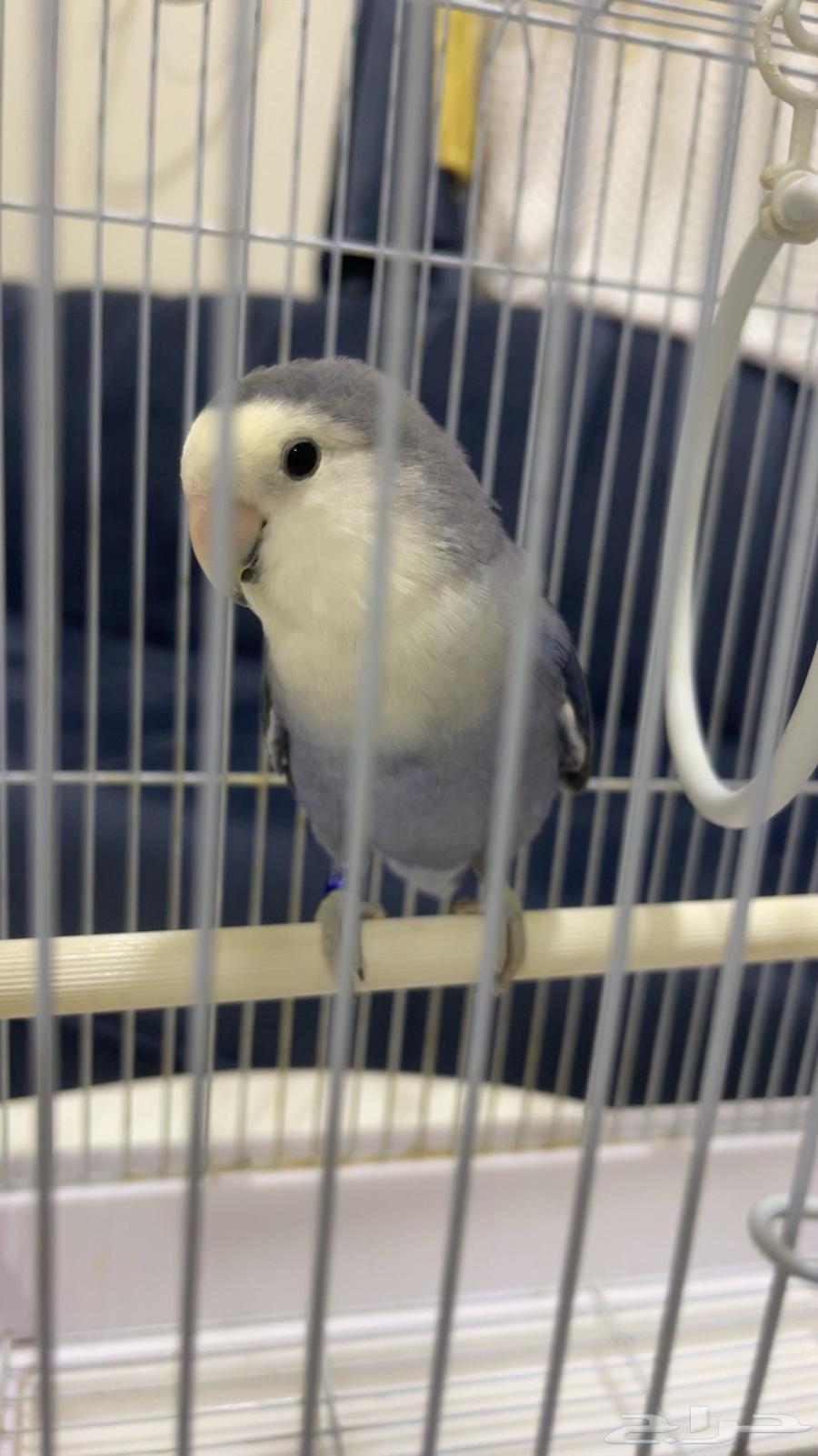 For sale, rose without thorns, no issues, reason for sale is only lack of time64454922638723110