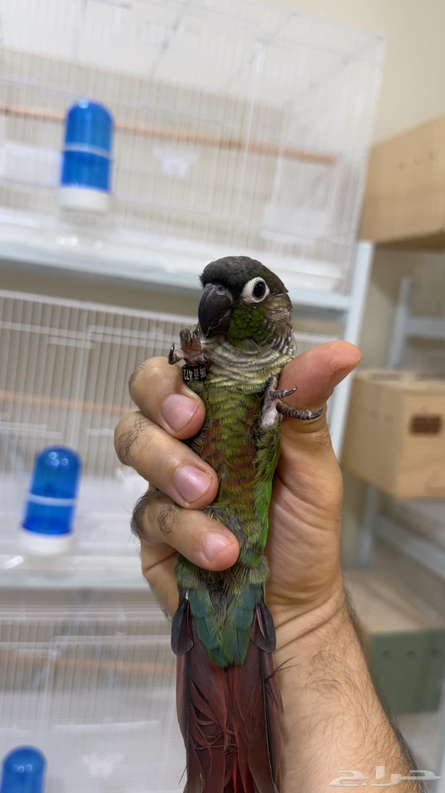 Handsome and Friendly Male Parrot, Tame and Affectionate (Includes Cage and Perch)64452983943938110