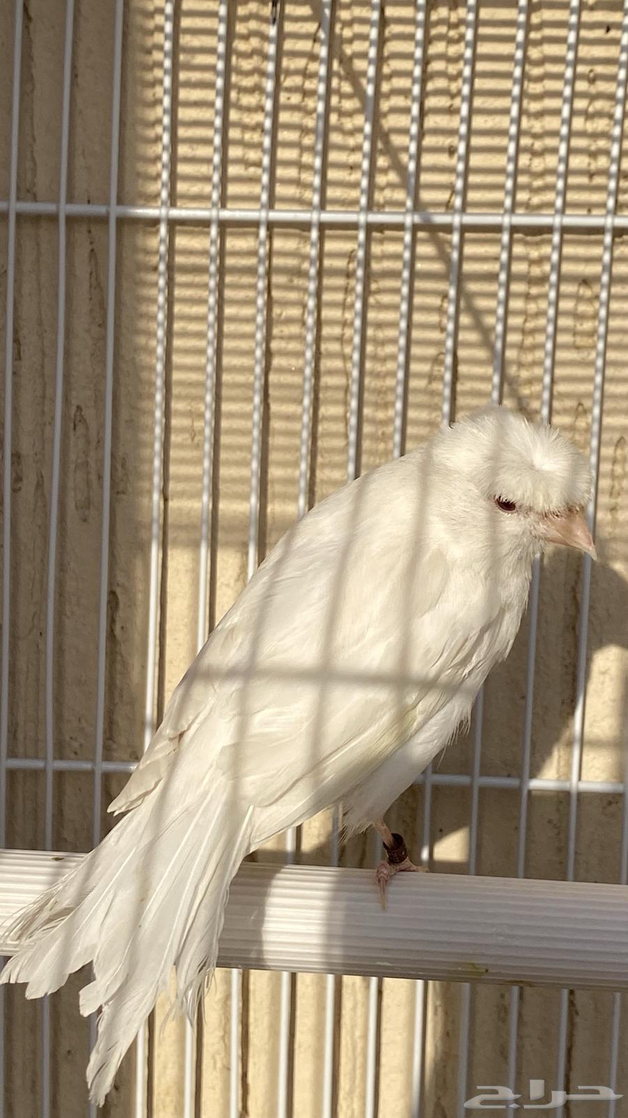 انثى كناري ستنايت نوادر الكناري64456653367299114