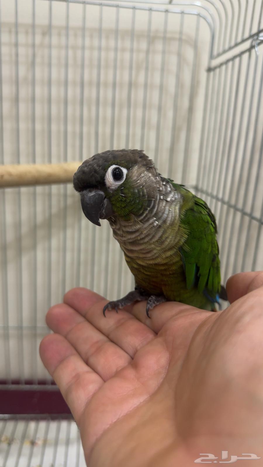 Handsome and Friendly Male Parrot, Tame and Affectionate (Includes Cage and Perch)64452983943938113