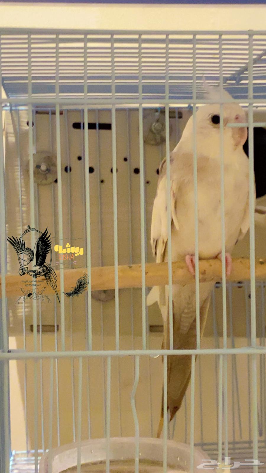 ببغاء ذكر كروان هولندي مغرد للانتاج (تم البيع الله يبارك له)64451217539841110