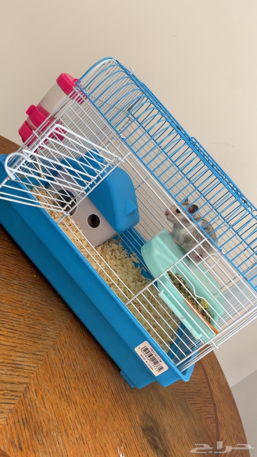زوج هامستر اليف للبيع64453202001666110