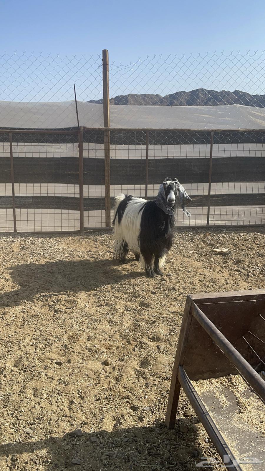 عنز عارضيه حايل فل شحم(تم البيع )64451565983747111