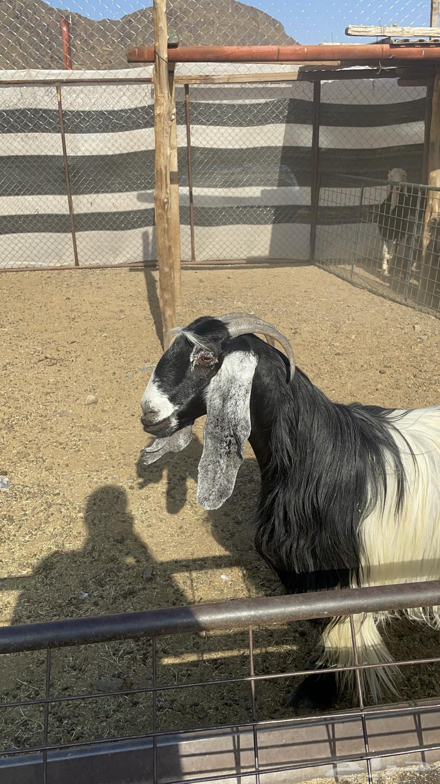 عنز عارضيه حايل فل شحم(تم البيع )64451565983747114