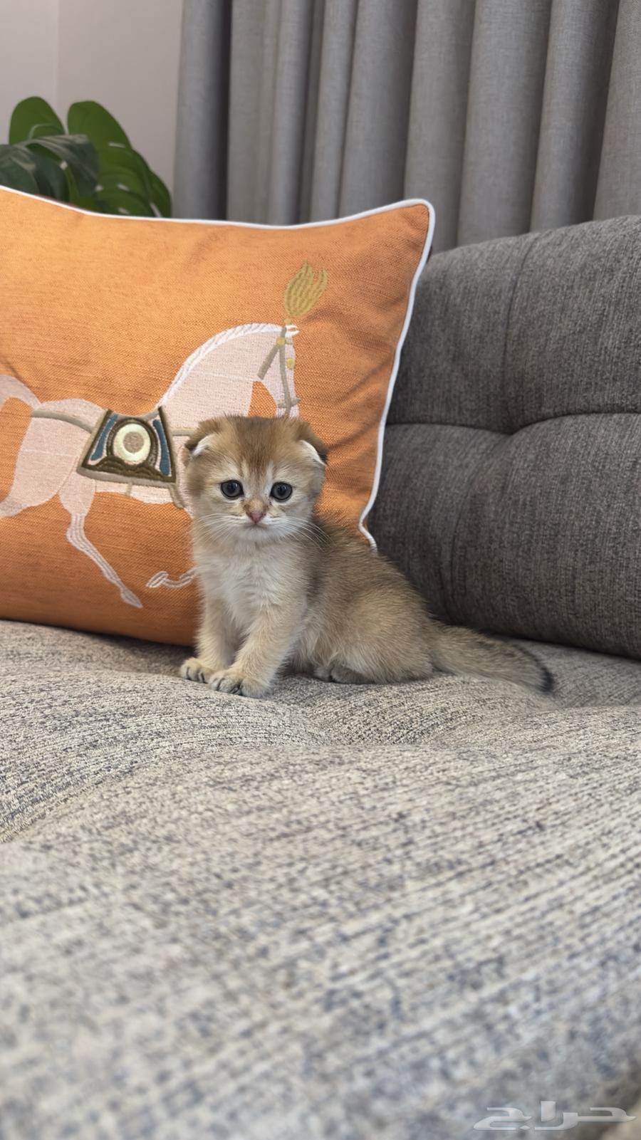 Scotch Double Fold64453806445443112