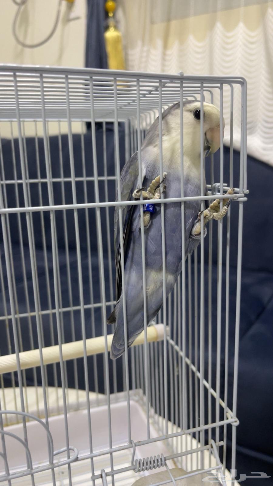 For sale, rose without thorns, no issues, reason for sale is only lack of time64454922638723114