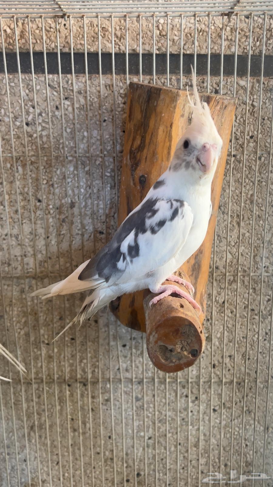 للبيع ذكر كروان هولندي بايد الي توقف عليه سومه نصيبه64453448265603110